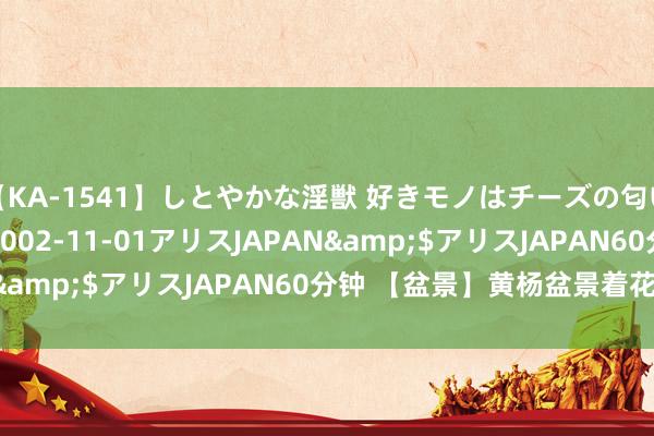 【KA-1541】しとやかな淫獣 好きモノはチーズの匂い 綾乃</a>2002-11-01アリスJAPAN&$アリスJAPAN60分钟 【盆景】黄杨盆景着花好吗？