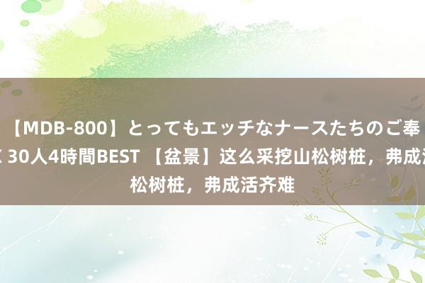 【MDB-800】とってもエッチなナースたちのご奉仕SEX 30人4時間BEST 【盆景】这么采挖山松树桩，弗成活齐难