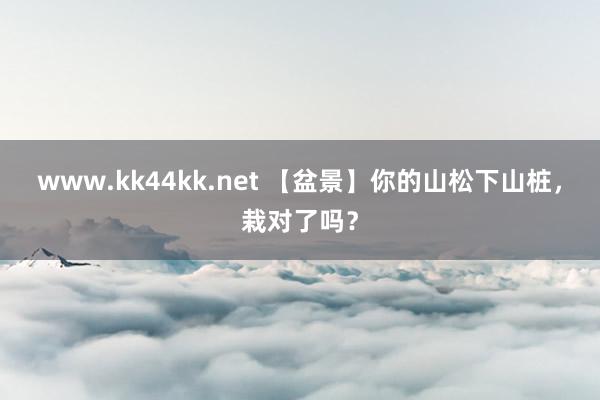 www.kk44kk.net 【盆景】你的山松下山桩，栽对了吗？