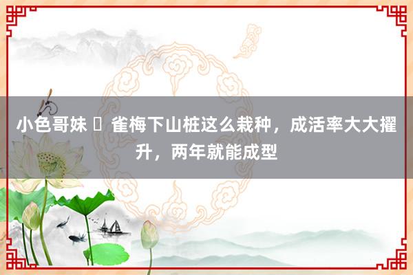 小色哥妹 ​雀梅下山桩这么栽种，成活率大大擢升，两年就能成型