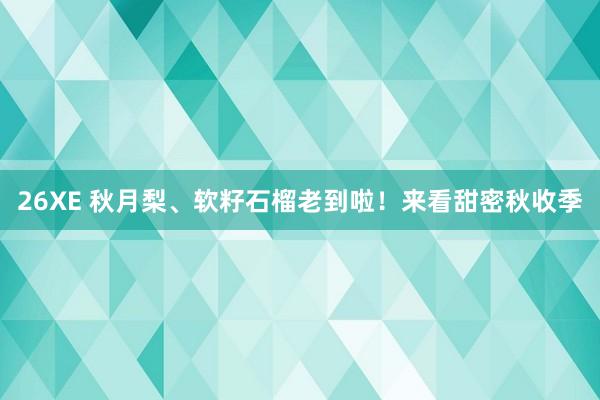 26XE 秋月梨、软籽石榴老到啦！来看甜密秋收季